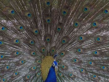 Full frame shot of peacock feathers