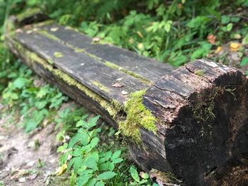 High angle view of moss on wood