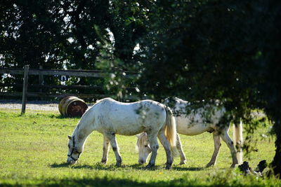 Horses grazing in a field on garda lake