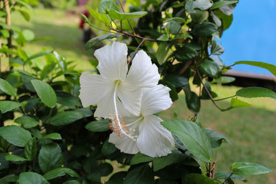Close-up of white flowers blooming outdoors