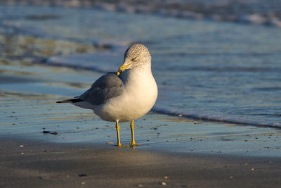 Seagull perching on a beach