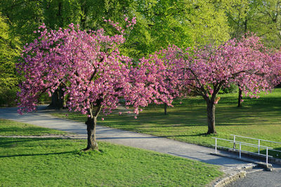 Pink cherry blossoms in park