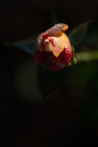 Close-up of red rose flower against black background