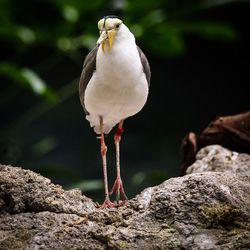 Close-up of bird perching on rock