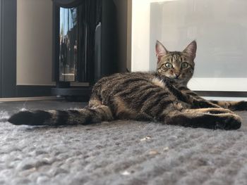 Portrait of a cat resting at home