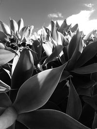 Close-up of flowers against sky