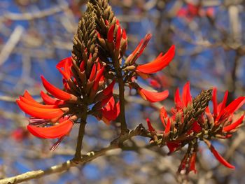 Close-up of red flowering plant