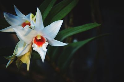 Close-up of frangipani blooming outdoors