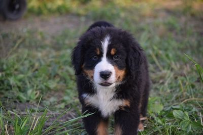 Portrait of dog sitting on field