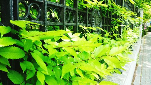 Close-up of fresh green plants