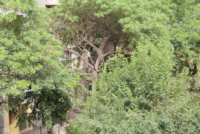 View of tree