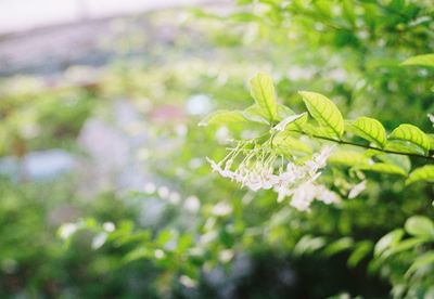 Close-up of leaves against blurred background