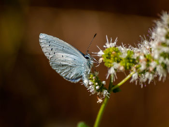 Close-up of butterfly pollinating on flower