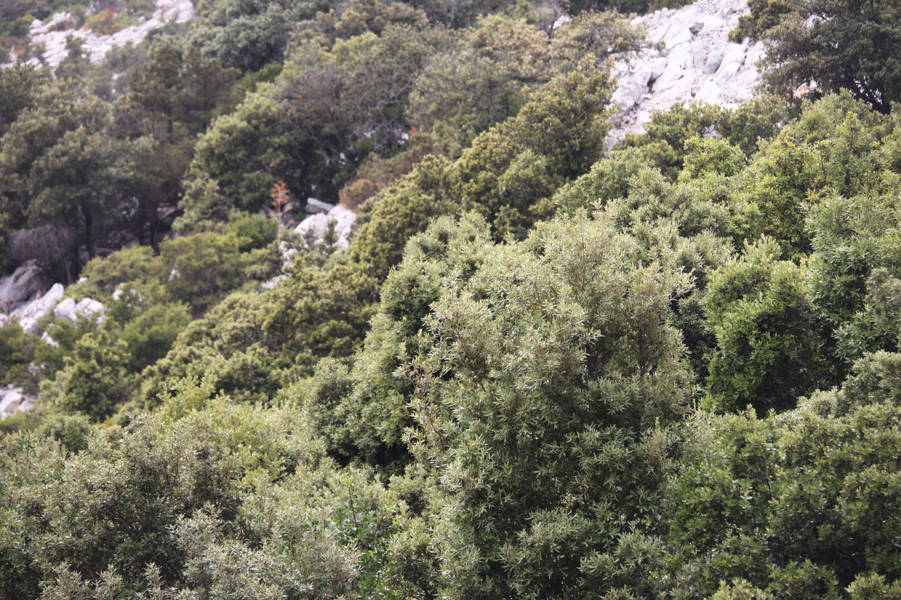 HIGH ANGLE VIEW OF MAN WALKING ON PLANTS IN FOREST