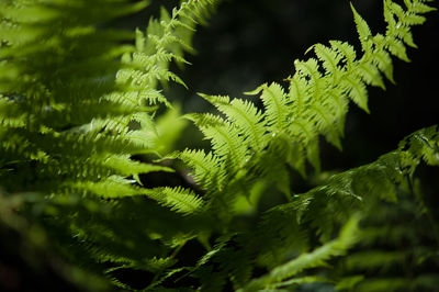 Close-up of fern leaves