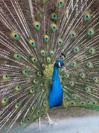 Close-up of peacock