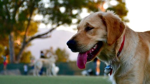 Close-up of dog looking away