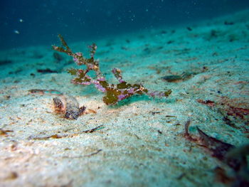 Close-up of dead fish in sea