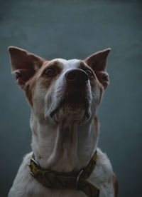 Close-up of a dog looking away