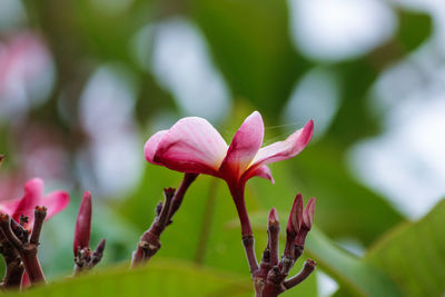 Close-up of pink flowering plant