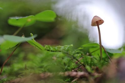 Close-up of mushroom growing outdoors