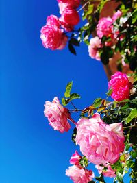 Low angle view of pink cherry blossoms against blue sky