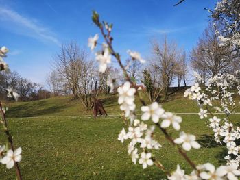 White flowering tree in field