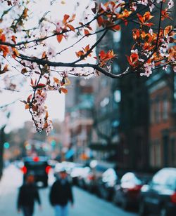 Frozen branches over city street