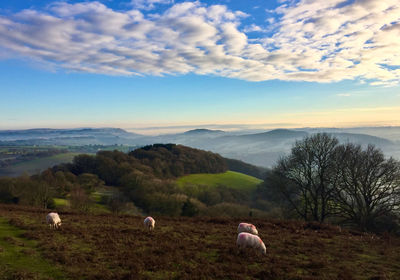 Sheep in a field