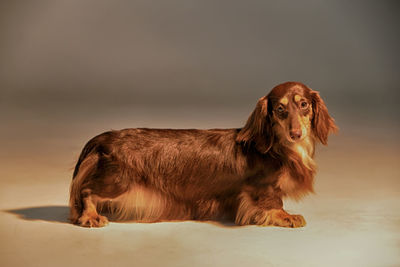 Dog looking away