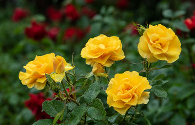 Close-up of yellow flowering plants