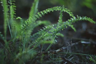 Close-up of lizard on plant