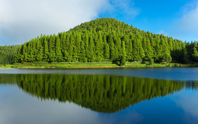 Lagoa das empadadas lake surrounded by green pine forest located on sao miguel, azores