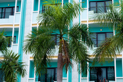 Low angle view of palm trees against building