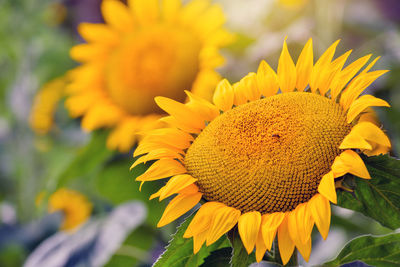 Close-up of sunflower