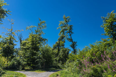 Low angle view of trees against clear blue sky