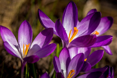 Close-up of purple crocus flowers