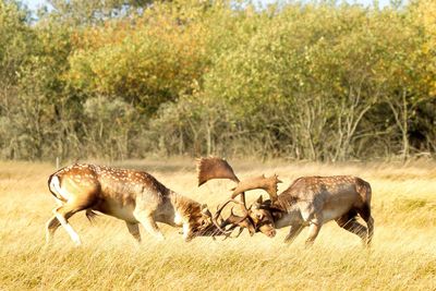 Deers fighting on grass field