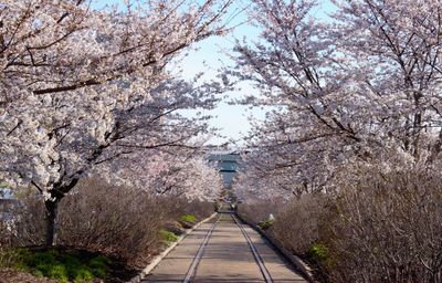 Trees in along railroad tracks