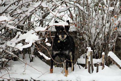 Dog on snow covered field