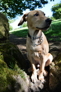 Close-up of dog on tree