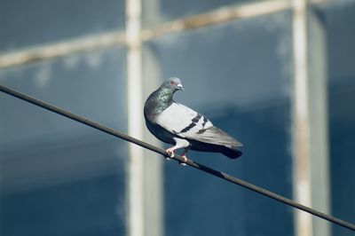 Close-up of pigeon perching on rope