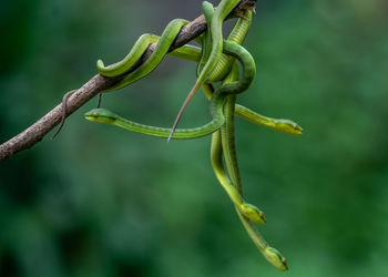 Close-up of plant