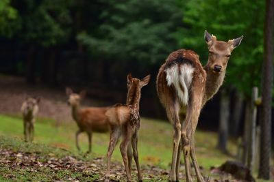 Deer standing on field