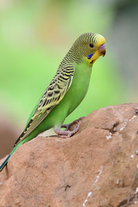 Close-up of budgie 