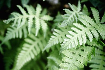 Close-up of fern leaves