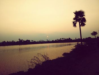 Silhouette of palm trees at sunset