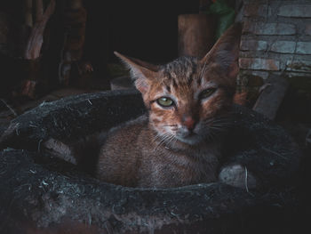 Close-up portrait of cat relaxing on floor