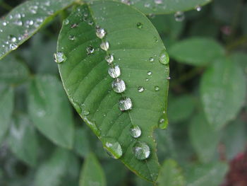 Close-up of water drops on plant leaves