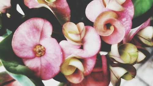 Close-up of pink flower